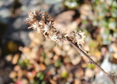 Solidago leiocarpa