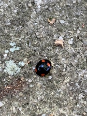 Brachiacantha quadripunctata