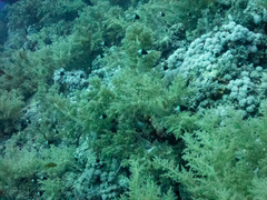 Pycnochromis dimidiatus