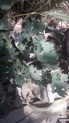 Modiolastrum australe