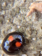 Brachiacantha quadripunctata