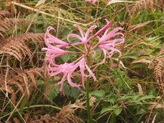 Nerine bowdenii