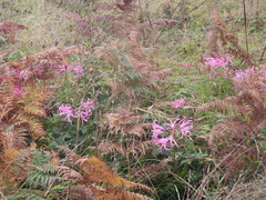 Nerine bowdenii