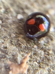 Brachiacantha quadripunctata