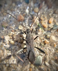 Alydus eurinus