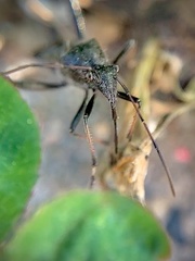 Alydus eurinus