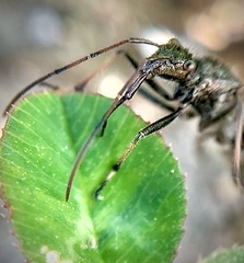 Alydus eurinus
