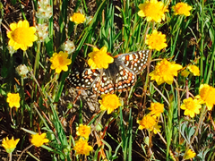 Euphydryas editha bayensis