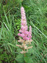 Spiraea alba latifolia