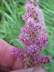Spiraea alba latifolia