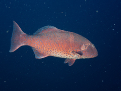 Plectropomus pessuliferus