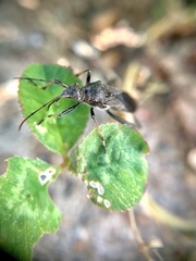 Alydus eurinus