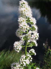 Spiraea alba latifolia