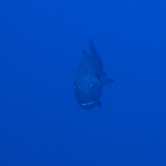 Plectropomus pessuliferus