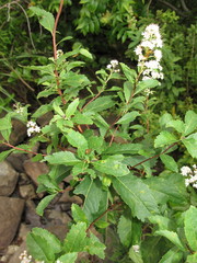 Spiraea alba latifolia