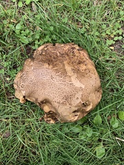 Caloboletus rubripes