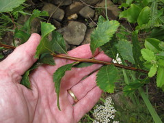 Spiraea alba latifolia