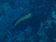 Cetoscarus bicolor
