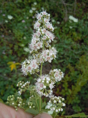 Spiraea alba latifolia