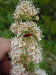 Spiraea alba latifolia