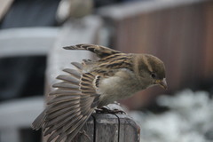 Passer domesticus