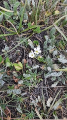 Cherleria circassica