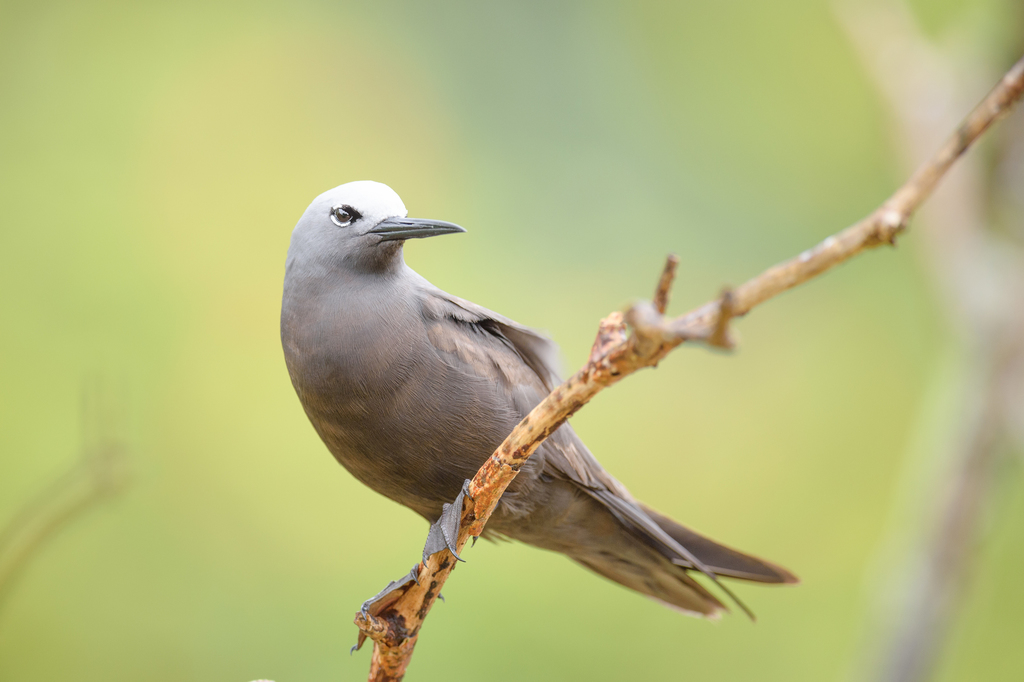 Lesser Noddy (Anous tenuirostris) photo