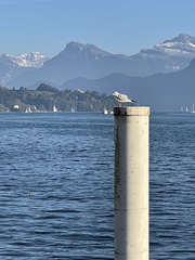 Chroicocephalus ridibundus