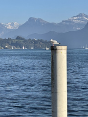 Chroicocephalus ridibundus