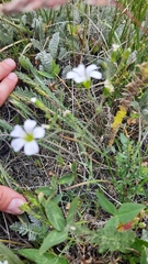 Cherleria circassica