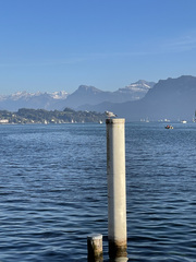 Chroicocephalus ridibundus