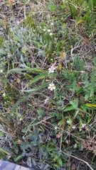 Cherleria circassica