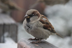 Passer domesticus