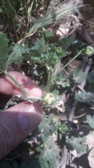 Modiolastrum australe