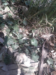 Modiolastrum australe