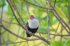 Alectroenas pulcherrimus