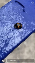 Harmonia axyridis