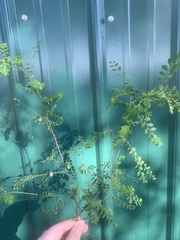 Phyllanthus tenellus