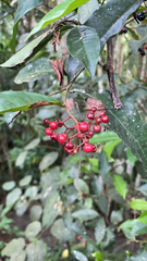Angiospermae