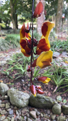 Thunbergia mysorensis