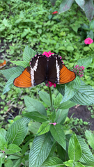 Siproeta epaphus
