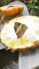 Colobura dirce