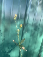 Bidens alba