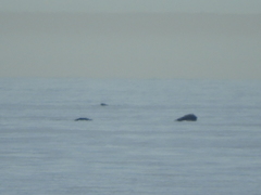 Eubalaena glacialis