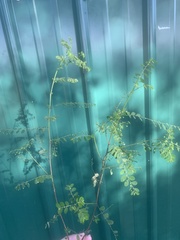 Phyllanthus tenellus