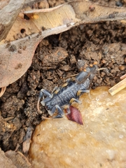 Uroplectes flavoviridis