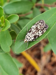 Sommeria meridionalis