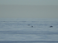 Eubalaena glacialis