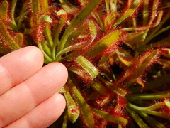 Drosera hilaris