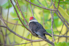 Alectroenas pulcherrimus